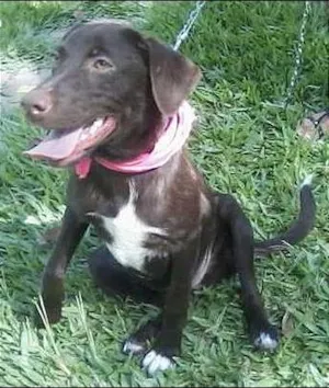 Cachorro raça SRD idade 1 ano nome bombom