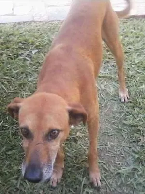 Cachorro raça SRD idade 5 anos nome bob