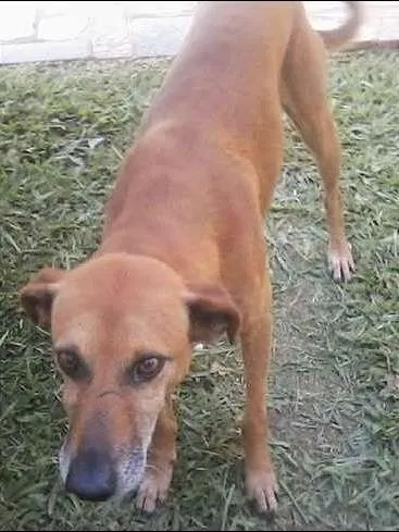 Cachorro ra a SRD idade 5 anos nome bob
