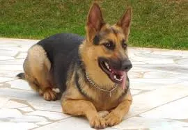 Cachorro ra a pe duro idade 3 anos nome nao  tem  nome