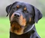 Cachorro raça Rottweiler idade 1 ano nome rock