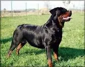 Cachorro ra a Rottweiler idade 1 ano nome rock