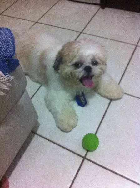 Cachorro ra a shithzu idade 2 anos nome Woody GRATIFICA