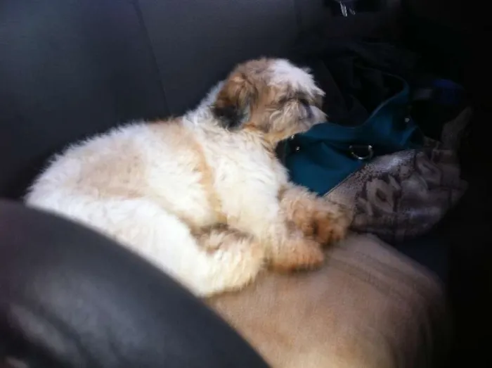 Cachorro ra a shithzu idade 2 anos nome Woody GRATIFICA