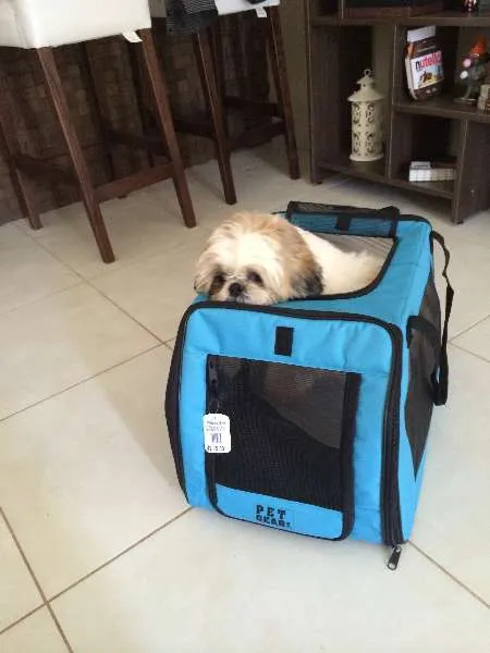 Cachorro ra a shithzu idade 2 anos nome Woody GRATIFICA