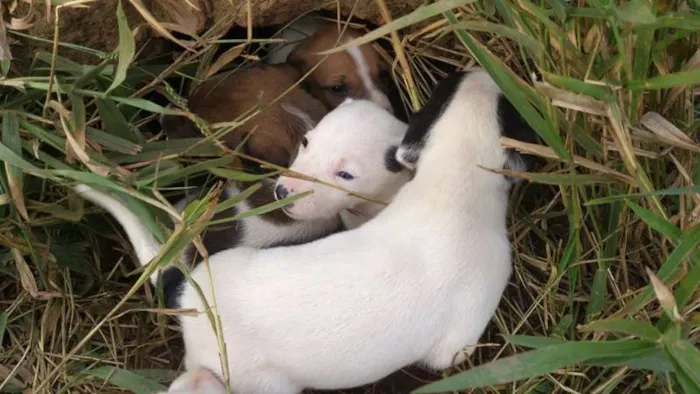 Cachorro ra a SRD idade Abaixo de 2 meses nome sem nome