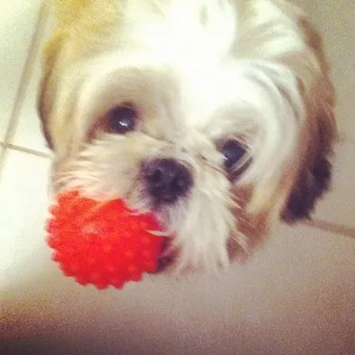 Cachorro ra a shithzu idade 2 anos nome Woody GRATIFICA