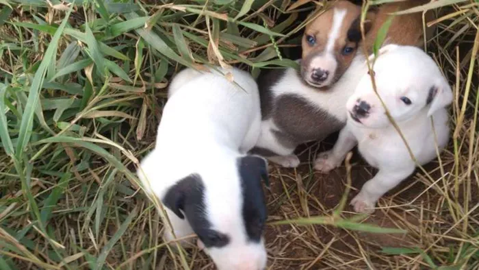 Cachorro ra a SRD idade Abaixo de 2 meses nome sem nome