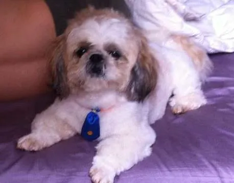 Cachorro ra a shithzu idade 2 anos nome Woody GRATIFICA