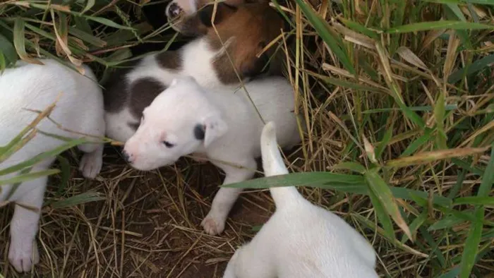 Cachorro ra a SRD idade Abaixo de 2 meses nome sem nome