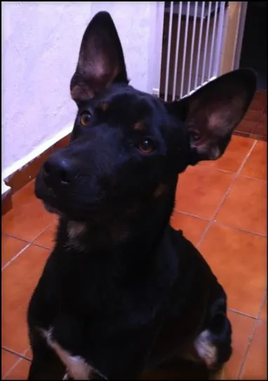 Cachorro raça SRD idade 1 ano nome Tuffo