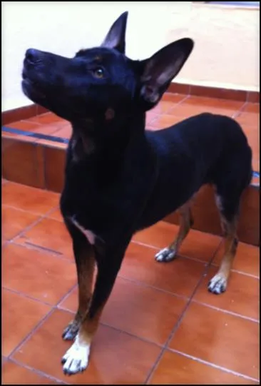 Cachorro raça SRD idade 1 ano nome Tuffo