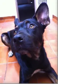 Cachorro raça SRD idade 1 ano nome Tuffo