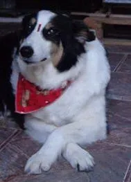 Cachorro raça srd idade 6 ou mais anos nome princesa