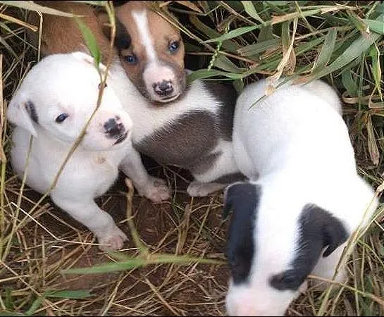 Cachorro ra a SRD idade Abaixo de 2 meses nome sem nome