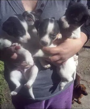 Cachorro raça srd idade Abaixo de 2 meses nome filhotes