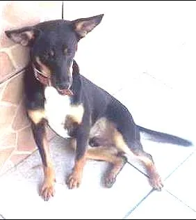 Cachorro raça SRD idade 7 a 11 meses nome pretinho