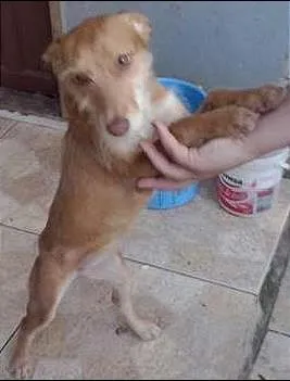 Cachorro raça SRD idade 1 ano nome Sofhia