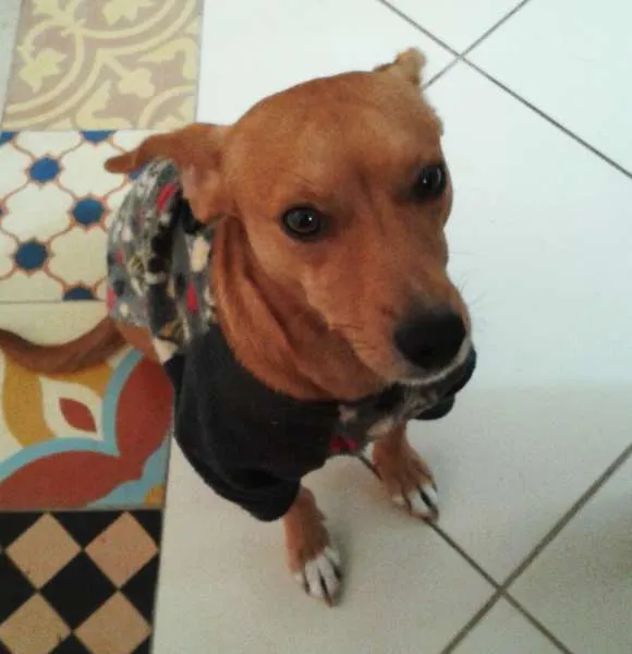 Cachorro ra a SRD idade 1 ano nome Tonico