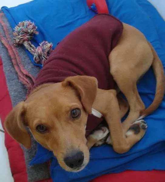 Cachorro ra a SRD idade 1 ano nome Tonico