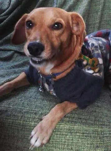 Cachorro ra a SRD idade 1 ano nome Tonico