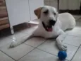 Bob