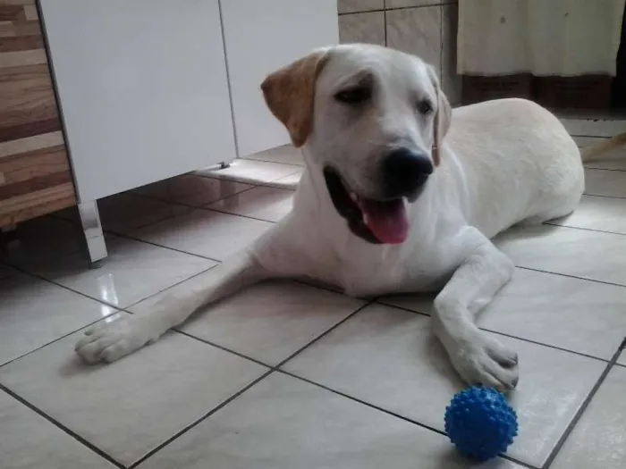 Cachorro ra a Labrador idade 1 ano nome Bob