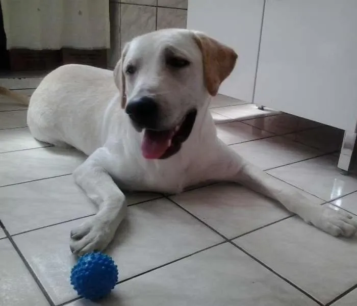 Cachorro ra a Labrador idade 1 ano nome Bob