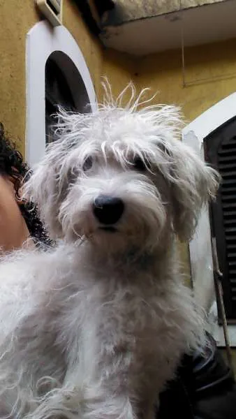 Cachorro ra a Vira Lata idade 1 ano nome Jessie
