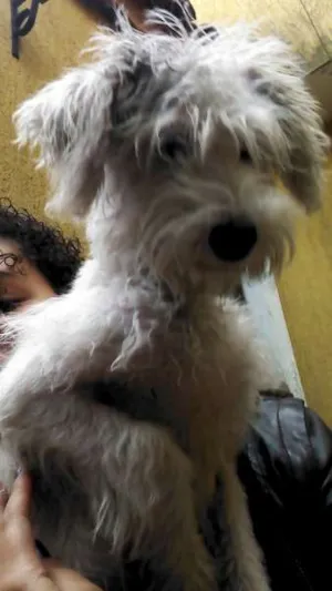 Cachorro raça Vira Lata idade 1 ano nome Jessie