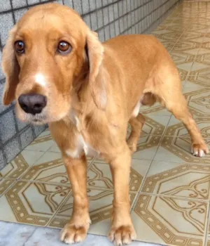 Cachorro raça Cocker idade 4 anos nome Will