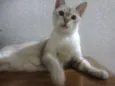 XANA