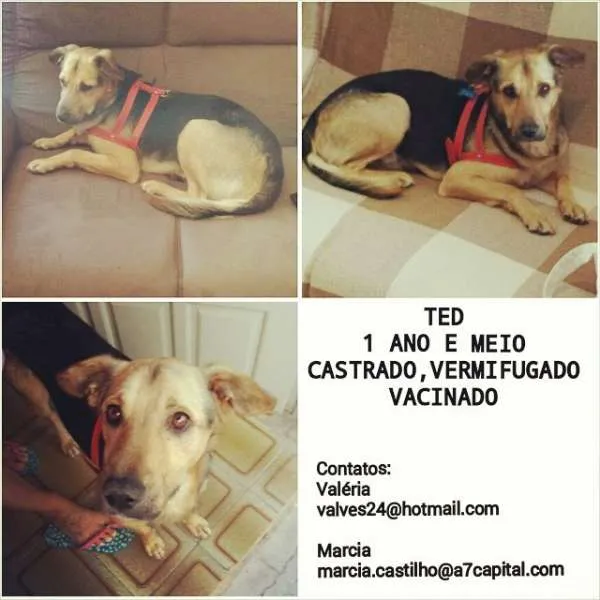 Cachorro ra a SRD idade 2 anos nome Ted