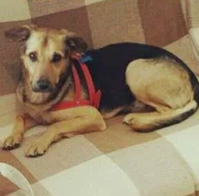 Cachorro raça SRD idade 2 anos nome Ted