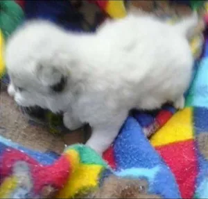 Gato raça não tem  idade Abaixo de 2 meses nome não tem 