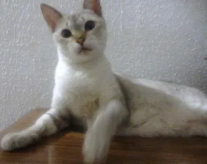 Gato raça Siamês idade 3 anos nome XANA