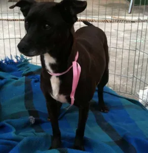 Cachorro raça SRD idade 4 anos nome Luna