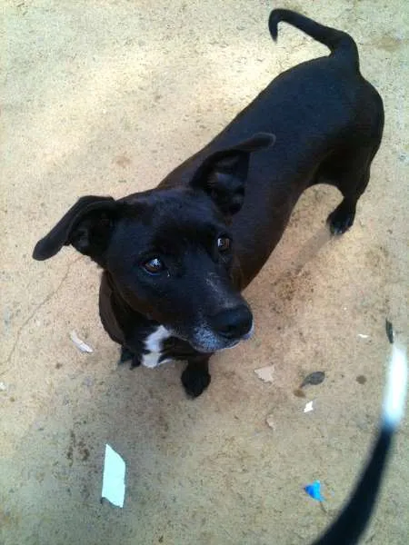 Cachorro ra a SRD idade 4 anos nome Luna