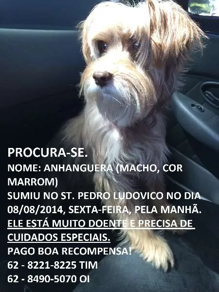 Cachorro ra a semdefinição idade 6 ou mais anos nome Anhanguera GRATIFICA