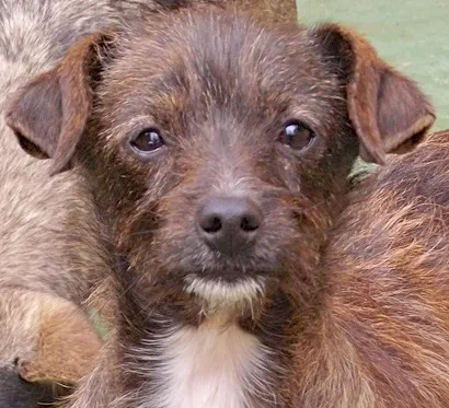 Cachorro ra a SRD idade 7 a 11 meses nome BAUNILHA