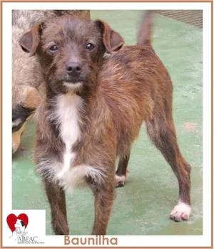 Cachorro raça SRD idade 7 a 11 meses nome BAUNILHA