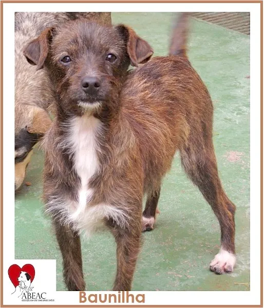 Cachorro ra a SRD idade 7 a 11 meses nome BAUNILHA