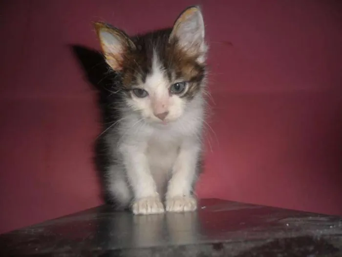 Gato ra a não  idade  nome não 