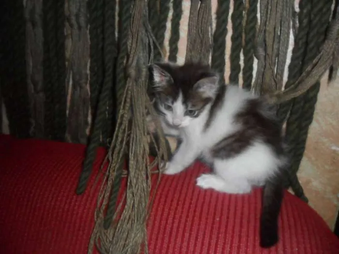 Gato ra a não  idade  nome não 