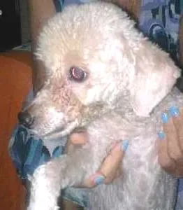 Cachorro raça Poodle idade 6 ou mais anos nome Mayla