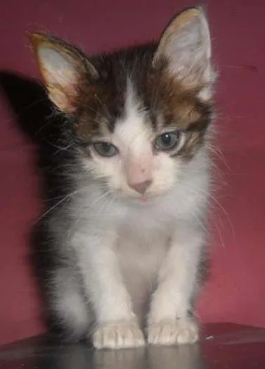 Gato ra a não  idade  nome não 