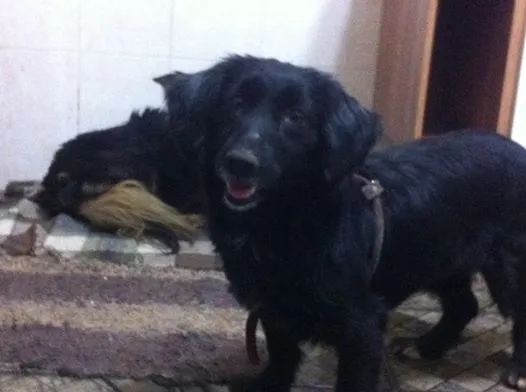 Cachorro ra a srd idade 1 ano nome Charlo