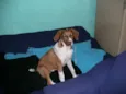 Belinha