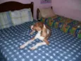 Belinha