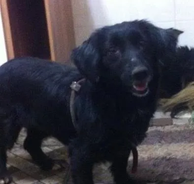 Cachorro ra a srd idade 1 ano nome Charlo